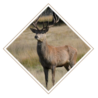 David Ward Norfolk Deer Management